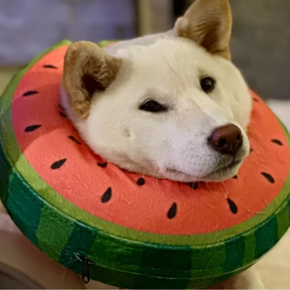 Watermelon Inflatable Dog Recovery Collar | Soft Cone Alternative XL